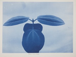 Tibouchina, 28 listopada