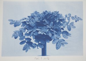 Bez tytułu, 9 października autorstwa Frederick K. Coulson