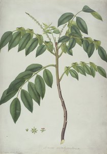 Brucea Antidysenterica, 1777 (wc i pne nad grafitem na welinie) autorstwa Frederick Polydor Nodder