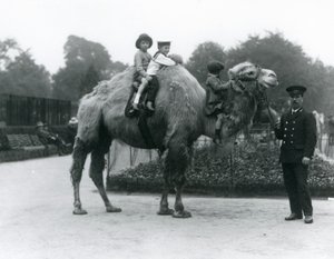 Przejażdżka na wielbłądzie dwugarbnym z opiekunem Harrym Warwickiem w londyńskim zoo, czerwiec 1924 autorstwa Frederick William Bond