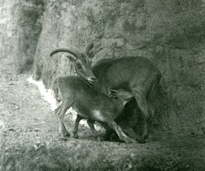 Owca berberyjska AoudadWaddanAruiArruis karmi swoje jagnię na tarasach Mappin, londyńskie zoo, sierpień 1927 autorstwa Frederick William Bond