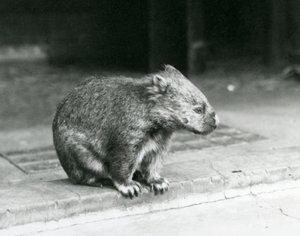 Wombat z gołym nosem / pospolitym / grubowłosym siedzący na ziemi w londyńskim zoo w 1929 r. (zdjęcie czarno-białe) autorstwa Frederick William Bond