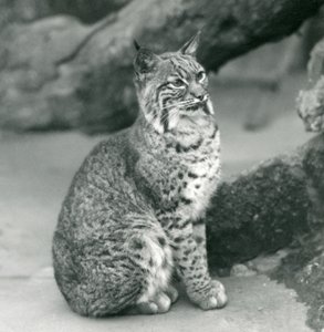 Bay Lynx lub Bobcat siedzący w londyńskim zoo, marzec 1927 autorstwa Frederick William Bond