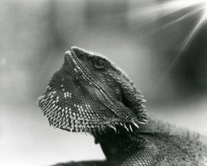 Brodaty Lizard patrzący na londyńskie zoo w 1930 roku (zdjęcie czarno-białe) autorstwa Frederick William Bond