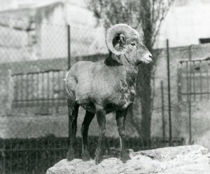 Baran Bighorn Sheep stojący na skale z widokiem na swoją zagrodę u podnóża Mappin Terraces w londyńskim zoo. 1931 (zdjęcie czarno-białe) autorstwa Frederick William Bond