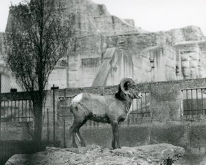 Baran Bighorn Sheep stojący na skale z widokiem na swoją zagrodę u podnóża Mappin Terraces w londyńskim zoo. 1931 (zdjęcie czarno-białe) autorstwa Frederick William Bond