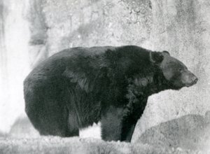 Czarny niedźwiedź stojący w swoim wybiegu, na tarasach Mappin, w londyńskim zoo w 1924 r. (zdjęcie czarno-białe) autorstwa Frederick William Bond