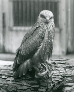 Kania czarna odpoczywająca na kłodzie, londyńskie zoo, sierpień 1926 (zdjęcie czarno-białe) autorstwa Frederick William Bond