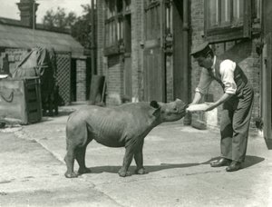 Cielę czarnego nosorożca karmione butelką przez opiekuna, londyńskie zoo, wrzesień 1928 r. autorstwa Frederick William Bond