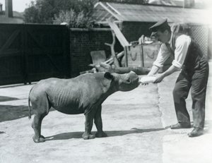 Cielę czarnego nosorożca karmione butelką przez opiekuna, londyńskie zoo, wrzesień 1928 r. autorstwa Frederick William Bond