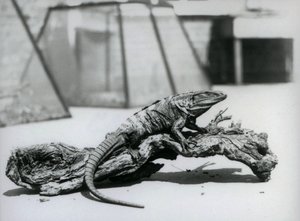 Czarny legwan pręgowany odpoczywający na kłodzie w londyńskim zoo w sierpniu 1928 r. (zdjęcie czarno-białe) autorstwa Frederick William Bond