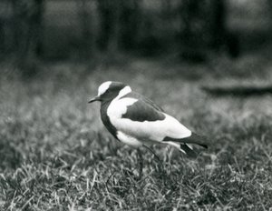 Kowal czajka stojący na trawie w londyńskim zoo, sierpień 1927 r. autorstwa Frederick William Bond