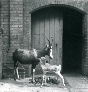 Cielę blesboka z matką w londyńskim zoo, czerwiec 1914 r. autorstwa Frederick William Bond