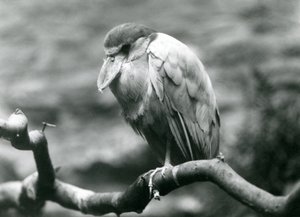 Czapla łódkowata lub dziób łódkowaty siedząca na gałęzi w londyńskim zoo, czerwiec 1924 r autorstwa Frederick William Bond