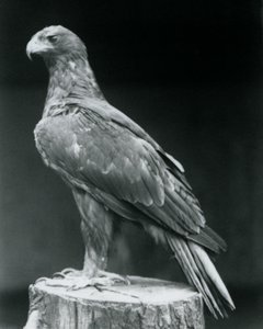 Booted Eagle stojący na pniu w londyńskim zoo w czerwcu 1926 r. autorstwa Frederick William Bond