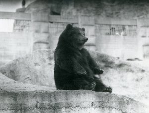 Niedźwiedź brunatny siedzący na wybiegu u podnóża tarasów Mappin w londyńskim zoo, wrzesień 1921 r. autorstwa Frederick William Bond