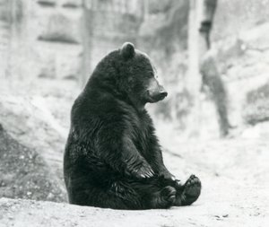 Niedźwiedź brunatny siedzący na skałach tarasów Mappin, londyńskie zoo, czerwiec 1928 autorstwa Frederick William Bond