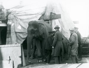 Słoń birmański schowany częściowo pod plandeką na pokładzie, z trenerem i czterema innymi mężczyznami, podróżujący do londyńskiego zoo w 1927 r. (zdjęcie czarno-białe) autorstwa Frederick William Bond