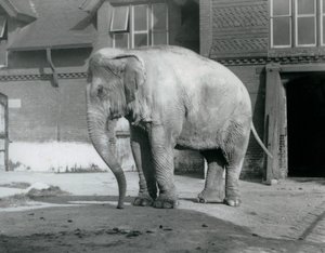 Słoń birmański stojący przed Elephant House w londyńskim zoo w 1929 roku (zdjęcie czarno-białe) autorstwa Frederick William Bond