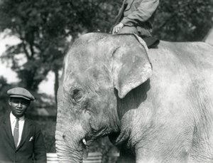 Słoń birmański ze swoim treserem i innym mężczyzną, londyńskie zoo, wrzesień 1926 autorstwa Frederick William Bond