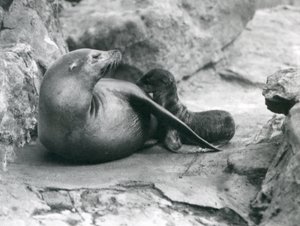 Lew morski kalifornijski karmiący swoje godzinne szczenię, londyńskie zoo, lipiec 1925 r. autorstwa Frederick William Bond