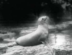 Lew morski kalifornijski siedzący na skale obok swojego basenu, londyńskie zoo, wrzesień 1925 r. autorstwa Frederick William Bond