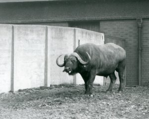 Byk bawoli przylądkowy/afrykański stojący na gołej ziemi, obok betonowej ściany wybiegu w londyńskim zoo w 1928 r. (zdjęcie czarno-białe) autorstwa Frederick William Bond
