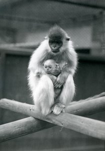 Langur czapkowany trzymający dziecko siedząc na belce. Londyńskie Zoo, 6 października 1913 r. autorstwa Frederick William Bond