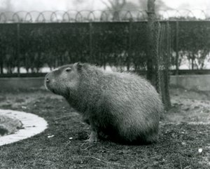 Kapibara siedząca na wybiegu w londyńskim zoo w sierpniu 1927 r. autorstwa Frederick William Bond