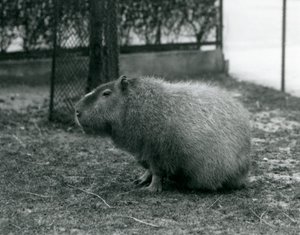 Kapibara siedząca w swoim wybiegu w londyńskim zoo w czerwcu 1927 r.