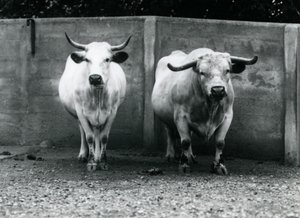 Chartley Bull and Cow w londyńskim zoo, lipiec 1924 autorstwa Frederick William Bond