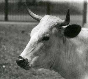 Krowa Chartley w londyńskim zoo, lipiec 1924 autorstwa Frederick William Bond