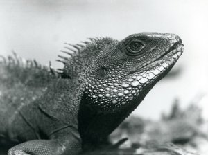 Chiński / azjatycki / tajski / zielony smok wodny w londyńskim zoo w sierpniu 1928 r. (zdjęcie czarno-białe) autorstwa Frederick William Bond