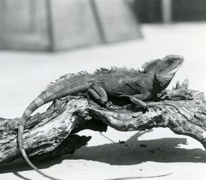 Chiński / azjatycki / tajski / zielony smok wodny spoczywający na kłodzie w londyńskim zoo w 1928 r. (zdjęcie czarno-białe) autorstwa Frederick William Bond