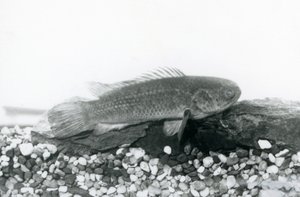 Okoń wspinaczkowy spoczywający na skałach i żwirze na dnie zbiornika, w wodzie w londyńskim zoo we wrześniu 1928 r. autorstwa Frederick William Bond