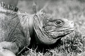 Iguana Methuselah w chmurach skalnych, w obroży, spacerująca po trawniku w londyńskim zoo, lipiec 1924 autorstwa Frederick William Bond