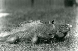 Iguana Clouded Rock w obroży, spacerująca po trawniku w londyńskim zoo, lipiec 1924 autorstwa Frederick William Bond
