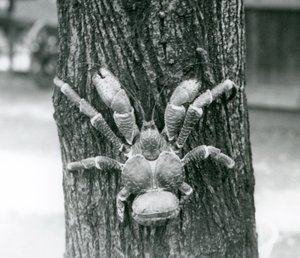 Krab Kokosowy, lub Krab Rozbójnik, wspinający się na drzewo, Londyńskie Zoo, lipiec 1927 autorstwa Frederick William Bond
