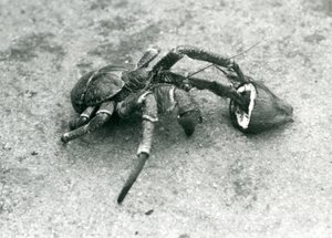 Orzech kokosowy lub krab rabusi karmiący się kokosem, londyńskie zoo, lipiec 1927 r. autorstwa Frederick William Bond