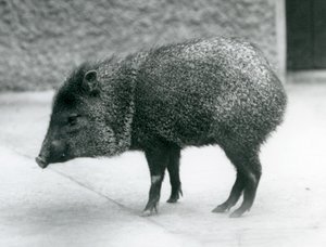 Pekary z kołnierzykiem w londyńskim zoo, 1927 autorstwa Frederick William Bond