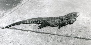 Zwykłe ZłotoZłotoCzarnyKolumbijski Tegu lub Jaszczurka Tygrysa w londyńskim zoo w sierpniu 1926 r. autorstwa Frederick William Bond