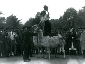 Kowbojka stoi okrakiem na dwóch lamach podczas wizyty w londyńskim zoo w 1924 r. autorstwa Frederick William Bond