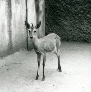 Koronowany SahelDuiker z zachodniej Afryki w londyńskim zoo w sierpniu 1927 r autorstwa Frederick William Bond