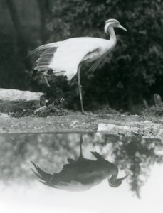 Demoiselle Crane stojący na jednej nodze, z lustrzanym odbiciem w basenie poniżej, londyńskie zoo autorstwa Frederick William Bond