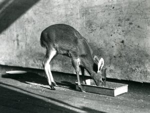 Duiker karmiący się z tacy na ziemi, londyńskie zoo, lipiec 1925 autorstwa Frederick William Bond