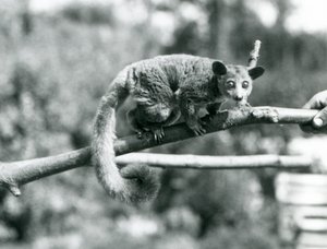 Galago idący wzdłuż gałęzi, którą trzyma dozorca, londyńskie zoo autorstwa Frederick William Bond