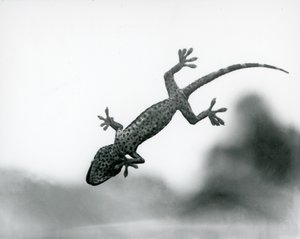 Gekon widziany od dołu, gdy wspina się po szkle, pokazując swoje wyspecjalizowane poduszki na stopy, londyńskie zoo, sierpień 1928 (zdjęcie czarno-białe) autorstwa Frederick William Bond