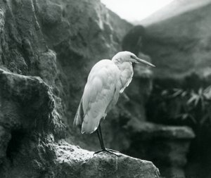 Czapla zwyczajna lub czapla biała stojąca na skale w londyńskim zoo we wrześniu 1927 r. autorstwa Frederick William Bond