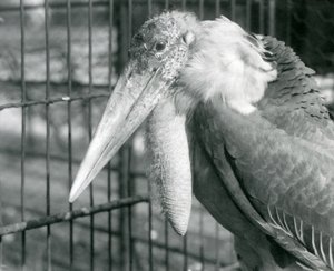 Greater Adiutant Stork w londyńskim zoo w lipcu 1925 r. autorstwa Frederick William Bond