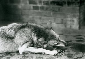 Greytimber Wolf leżący do jedzenia w londyńskim zoo w 1927 r. autorstwa Frederick William Bond